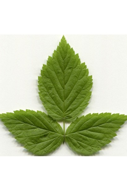 Малина ’Діамантова’  листя